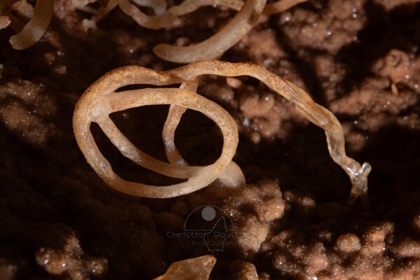 Excentrique insolite en forme de spirale (Spéléothème, Grotte de l'interrogation, Gard)