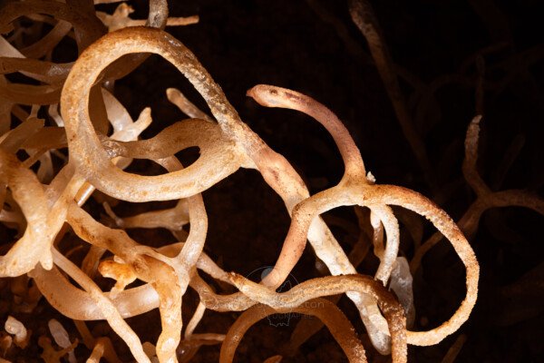 Gros plan sur les excentriques aux multiples boucles (Spéléothème, Grotte de l'interrogation, Gard)