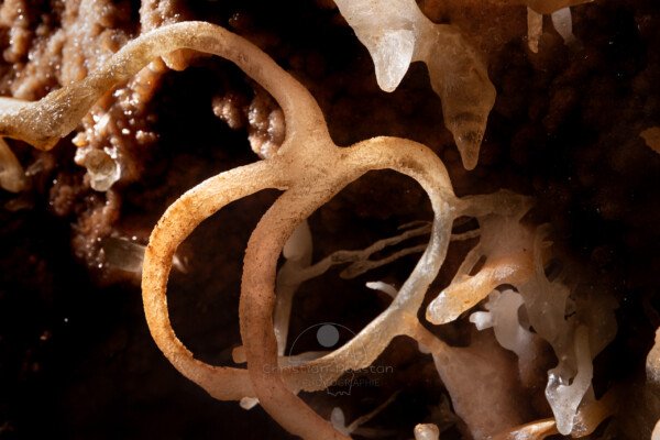 Une excentrique en forme de spirale infernale. (Spéléothème, Grotte de l'interrogation, Gard)