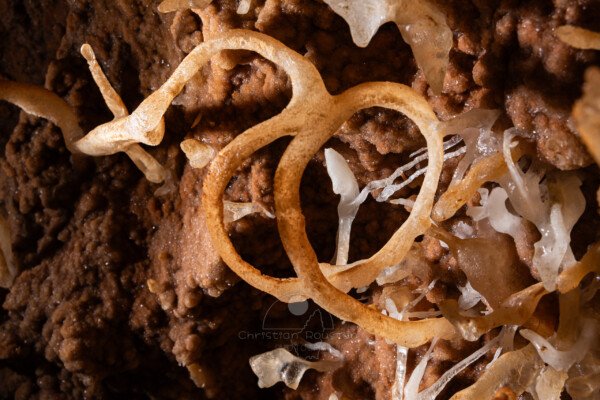 Étonnant cette excentrique qui décrit une spirale. (Spéléothème, Grotte de l'interrogation, Gard)