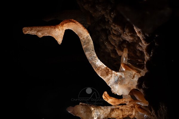 Une allure animale (Spéléothème, Grotte de l'interrogation, Gard)