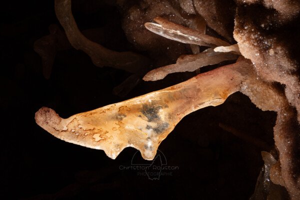 Grosse excentrique aux couleurs laiteuses (Spéléothème, Grotte de l'interrogation, Gard)