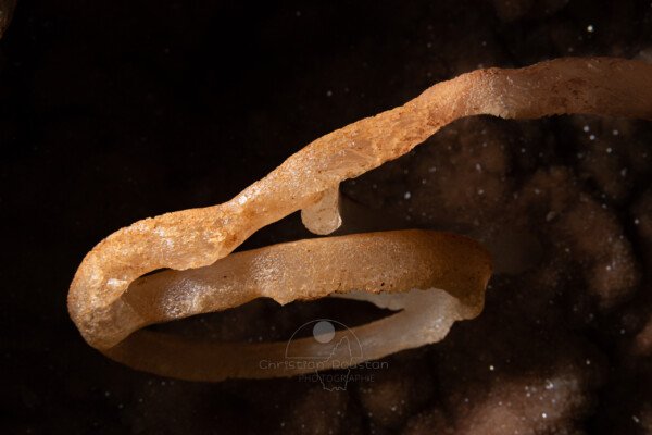 Une boucle minérale vue de profil (Spéléothème, Grotte de l'interrogation, Gard)