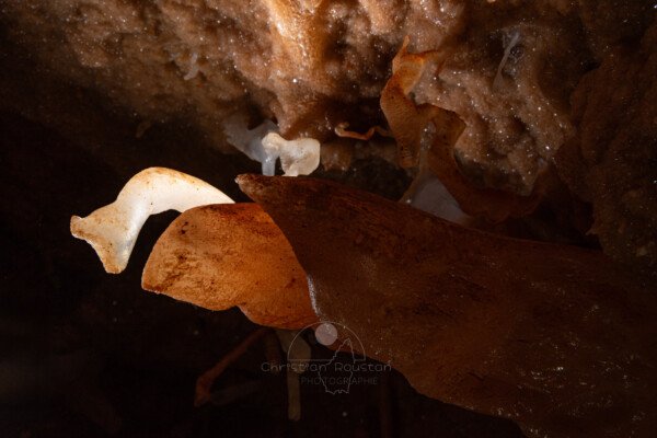 Variation de couleurs: du rouge au blanc. (Spéléothème, Grotte de l'interrogation, Gard)
