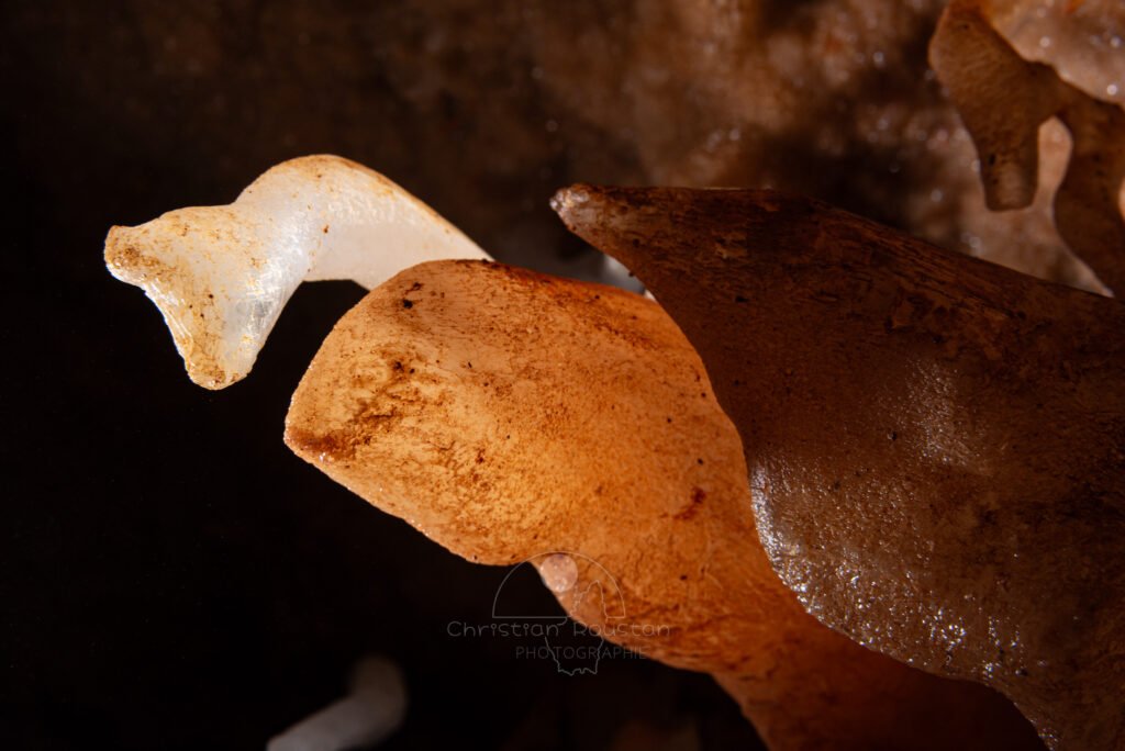 Une allure animale (Spéléothème, Grotte de l'interrogation, Gard)