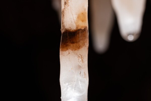Anneau ocre sur une fistuleuse blanche (Spéléothème, Grotte de l'interrogation, Gard)