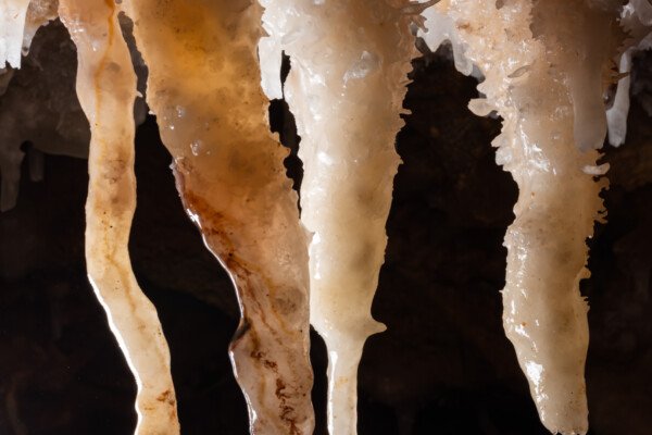 Ensemble de stalactites tordues avec des gouttes d'eau (Spéléothème, Grotte de l'interrogation, Gard)