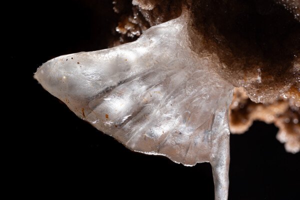 Aile minérale translucide (Spéléothème, Grotte de l'interrogation, Gard)
