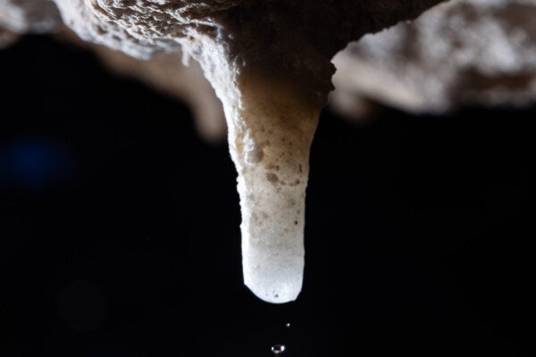 Le goutte à goutte rythme la croissance de la fistuleuse (hydrothermale, Grotte des Maquisards, Ardèche)