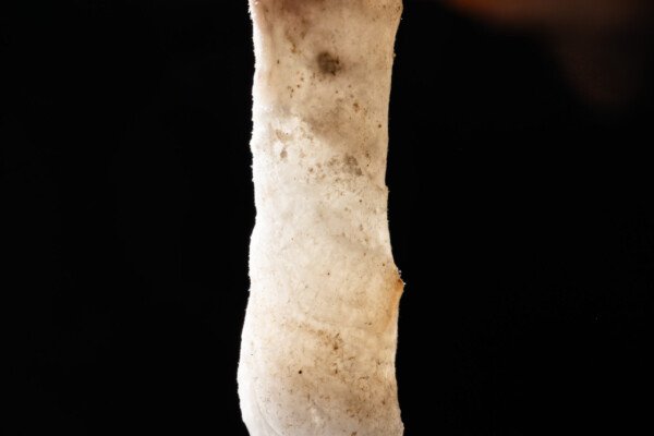 Fistuleuse blanche (hydrothermale, Grotte des Maquisards, Ardèche)