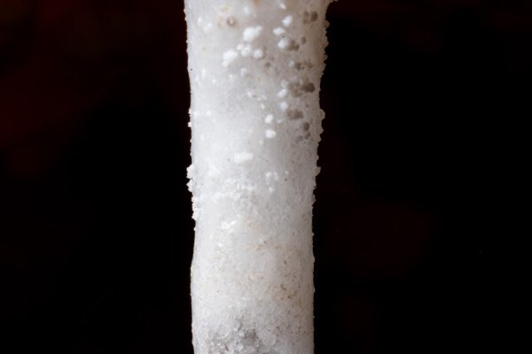 Fistuleuse blanche avec des cristaux en suspension dans la goutte (hydrothermale, Grotte des Maquisards, Ardèche)