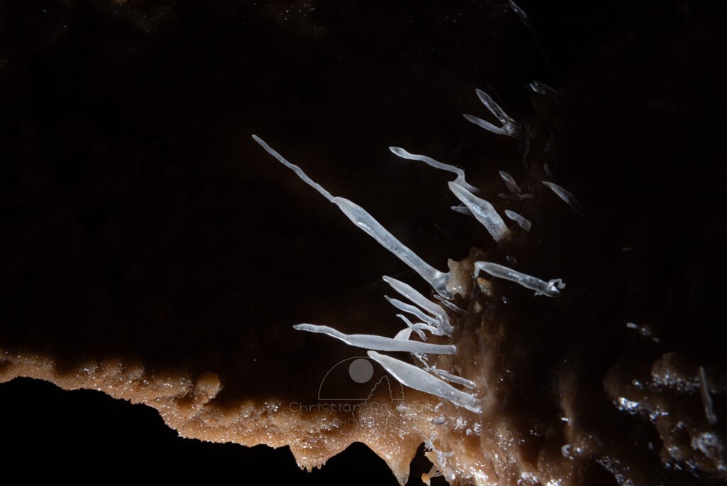 Quelques aiguilles de calcite. (Aven Grotte Nouvelle, Ardèche)