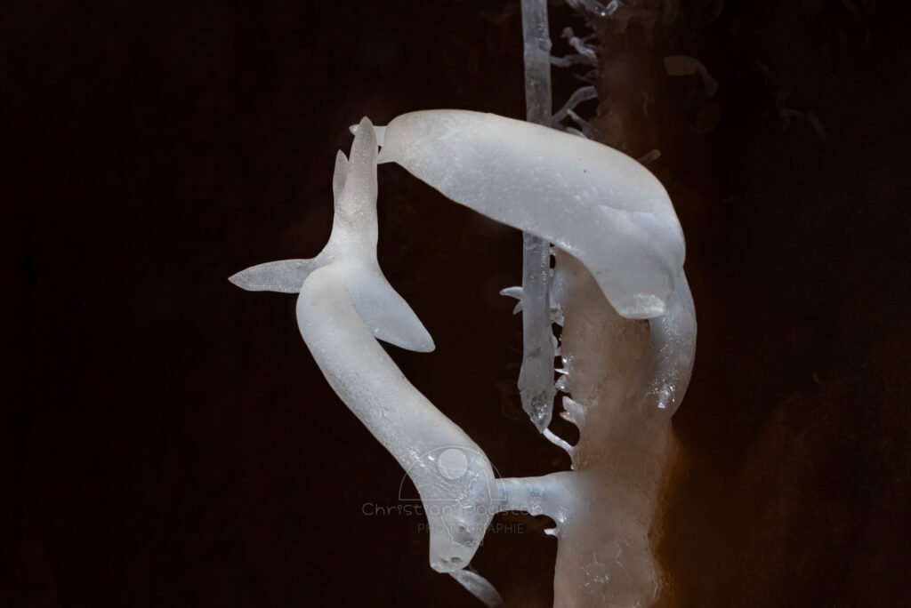 Excentrique avec une allure animale (Aven Grotte Nouvelle, Ardèche)