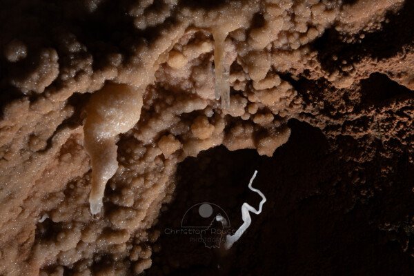 Une petite excentrique qui ressemble à une manivelle, ou un tire bouchon. (Aven Grotte Nouvelle, Ardèche)