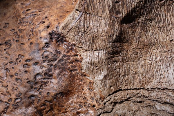 La roche et ses variations de texture. (Réseau de la Cocalière, Résurgence de la Cotepatière, Aven de la Courcalhère, Ardèche)