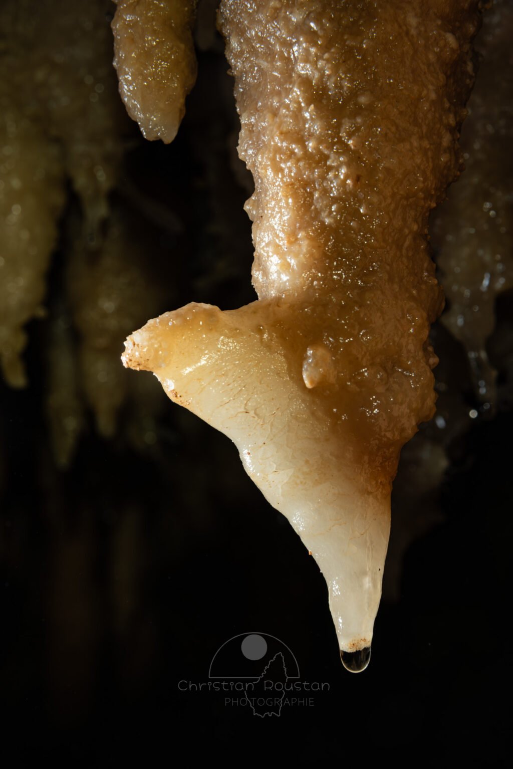 Une stalactite se transforme en draperie (Grotte de la Barbette, Réseau Estevan, Gard)
