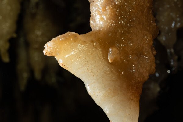 Une stalactite se transforme en draperie (Grotte de la Barbette, Réseau Estevan, Gard)