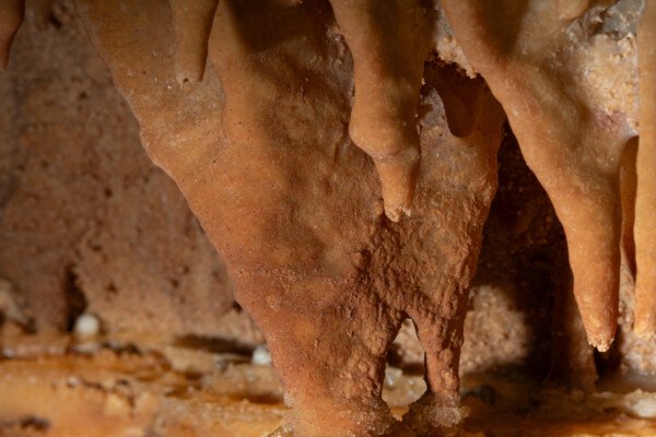 Deux massues cristallisées à l’extrémité de stalactites (Grotte de la Barbette, Réseau Estevan, Gard)