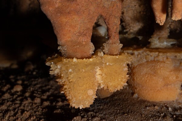 Deux massues cristallisées à l’extrémité de stalactites (Grotte de la Barbette, Réseau Estevan, Gard)