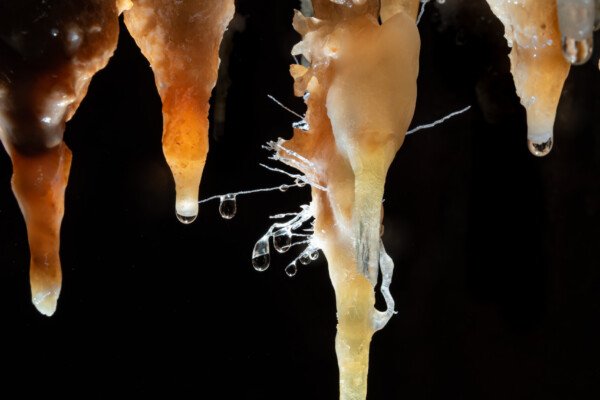 Vue d'ensemble avec stalactites fistuleuses et gouttes d'eau sur des aiguillettes (Grotte de la Barbette, Réseau Estevan, Gard)