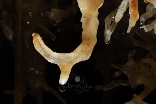 Départ de fistuleuse sur une excentrique (Grotte de la Barbette, Réseau Estevan, Gard)