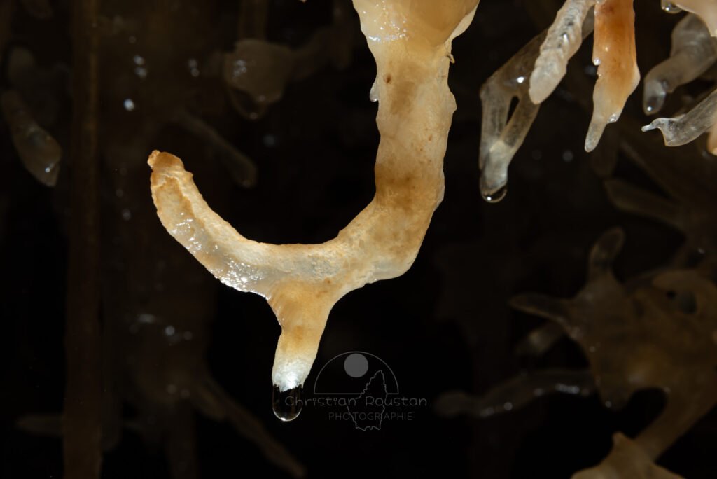 Départ de fistuleuse sur une excentrique (Grotte de la Barbette, Réseau Estevan, Gard)