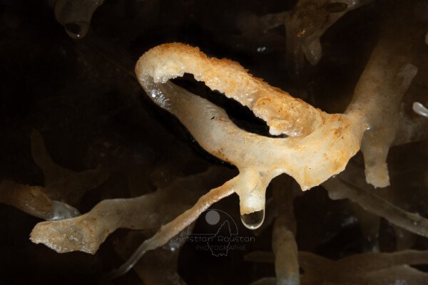 Excentrique en forme d'anneau avec départ de fistuleuse (Grotte de la Barbette, Réseau Estevan, Gard)