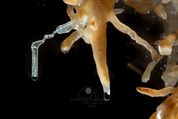 un petit ensemble avec stalactite fistuleuse et excentrique (Grotte de la Barbette, Réseau Estevan, Gard)