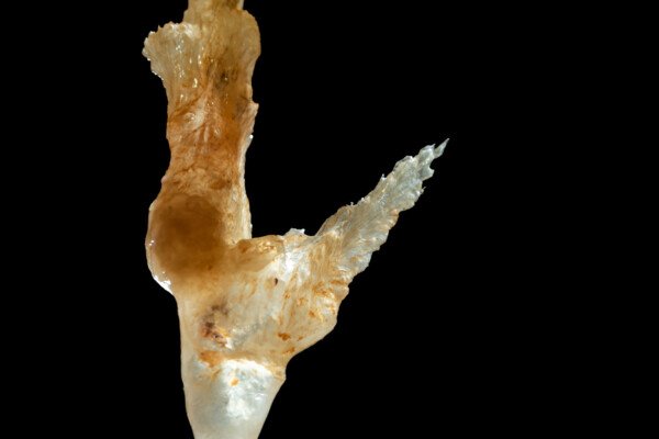 Une concrétion en forme de harpon (Grotte de la Barbette, Réseau Estevan, Gard)