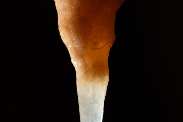 Stalactite bicolore en forme d'entonnoir (Grotte de la Barbette, Réseau Estevan, Gard)