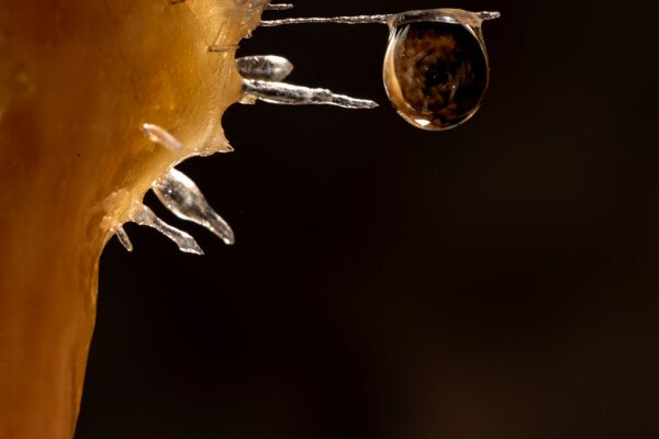 Une grosse goutte d'eau est suspendue sur une fine aiguillette (Grotte de la Barbette, Réseau Estevan, Gard)