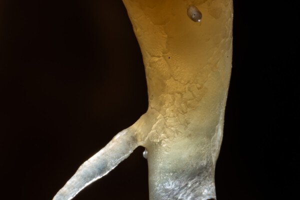 Une épine dans le pied... (Grotte de la Barbette, Réseau Estevan, Gard)