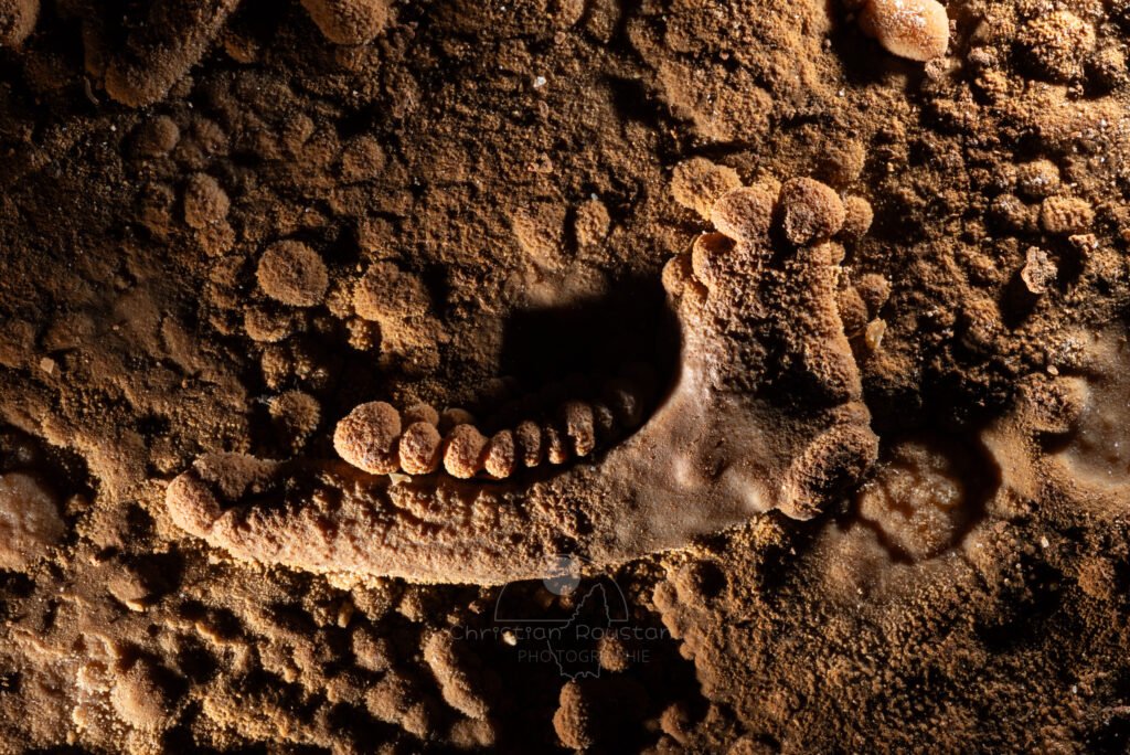 Mâchoire prise et recouverte de calcite (Grotte de la Barbette, Réseau Estevan, Gard)