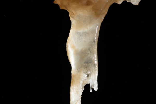Petite fistuleuse corrodée (Grotte de la Barbette, Réseau Estevan, Gard)