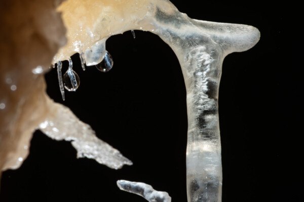Fistuleuse avec une fine excentrique à son extrémité (Grotte de la Barbette, Réseau Estevan, Gard)