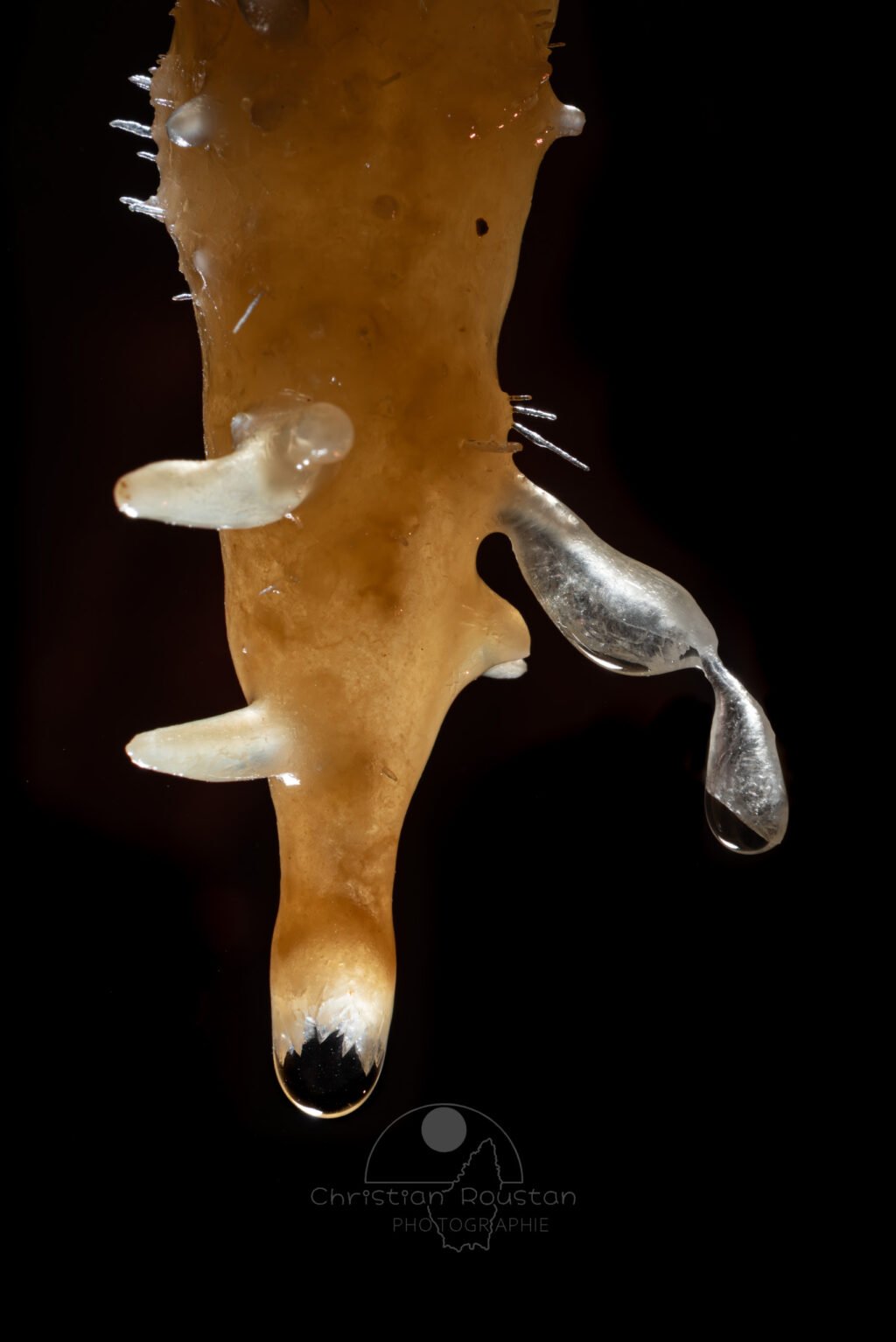 Fistuleuse avec une collerette cristalline (Grotte de la Barbette, Réseau Estevan, Gard)