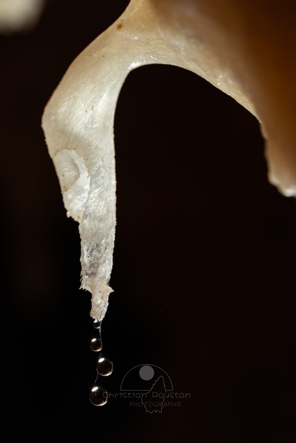 Excentrique corrodée avec un fil et des gouttes d'eau (Grotte de la Barbette, Réseau Estevan, Gard)