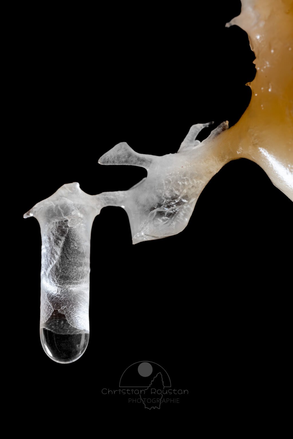 Petite fistuleuse accrochée à une excentrique (Grotte de la Barbette, Réseau Estevan, Gard)