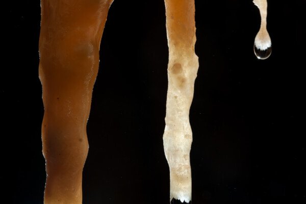 Alignement de trois fistuleuses (Grotte de la Barbette, Réseau Estevan, Gard)