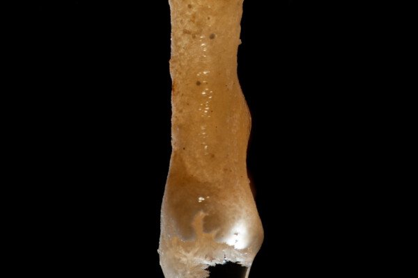 Fistuleuse avec des cristaux dans la goutte (Grotte de la Barbette, Réseau Estevan, Gard)