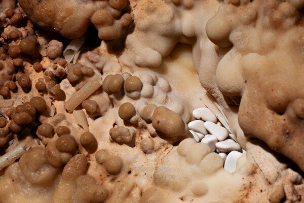 Petit nid de perles blanches (Grotte de la Barbette, Réseau Estevan, Gard)