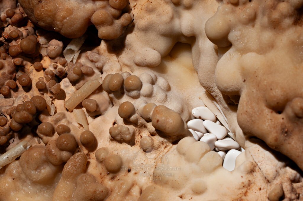 Petit nid de perles blanches (Grotte de la Barbette, Réseau Estevan, Gard)