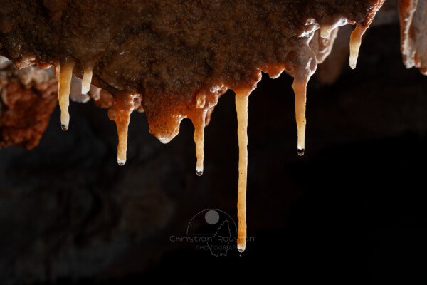 Alignement de fistuleuses sur la paroi (Grotte de la Barbette, Réseau Estevan, Gard)