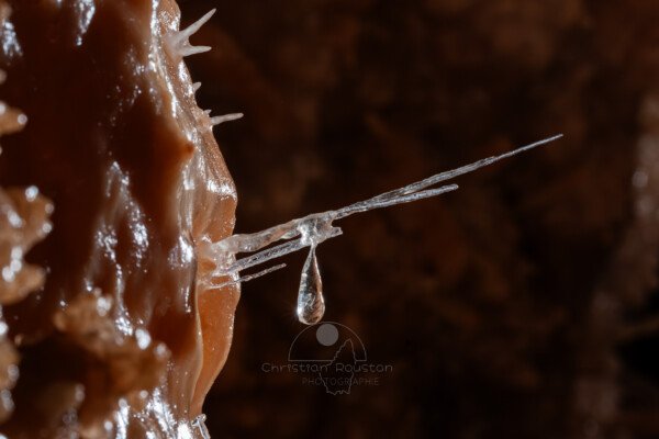 Quelques fines aiguillettes avec une goutte d'eau suspendue (Grotte de la Barbette, Réseau Estevan, Gard)