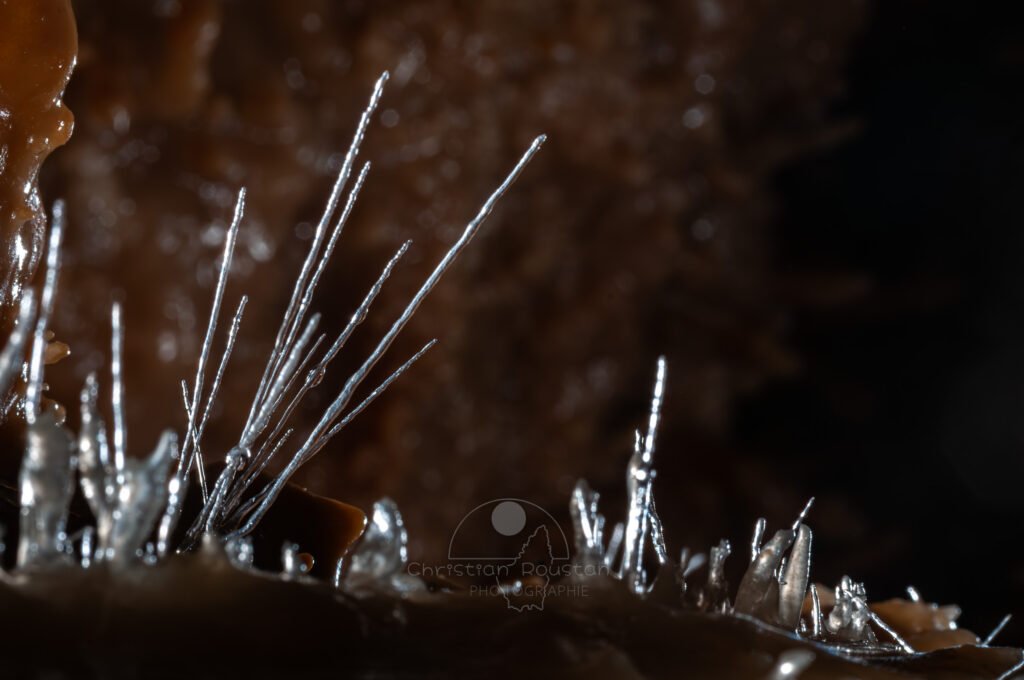 Un groupe d'aiguillettes pointe vers le ciel (Grotte de la Barbette, Réseau Estevan, Gard)