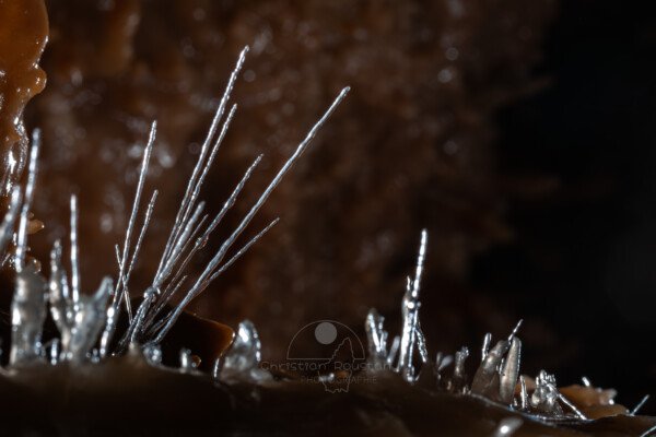 Un groupe d'aiguillettes pointe vers le ciel (Grotte de la Barbette, Réseau Estevan, Gard)