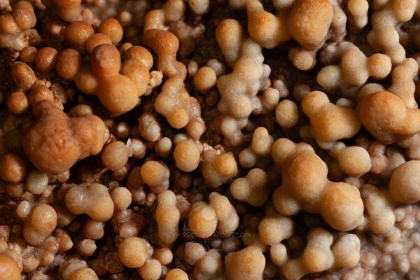 Un tapis de choux-fleurs (Grotte de la Barbette, Réseau Estevan, Gard)