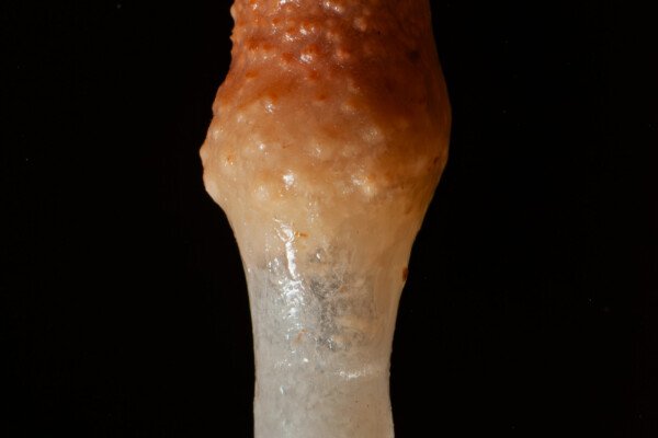 Fistuleuse bicolore avec collerette cristallisée (Grotte de la Barbette, Réseau Estevan, Gard)
