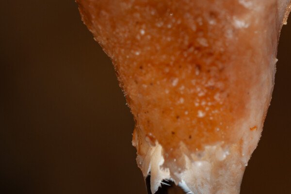 Une goutte avec des cristaux à l'intérieur (Grotte de la Barbette, Réseau Estevan, Gard)