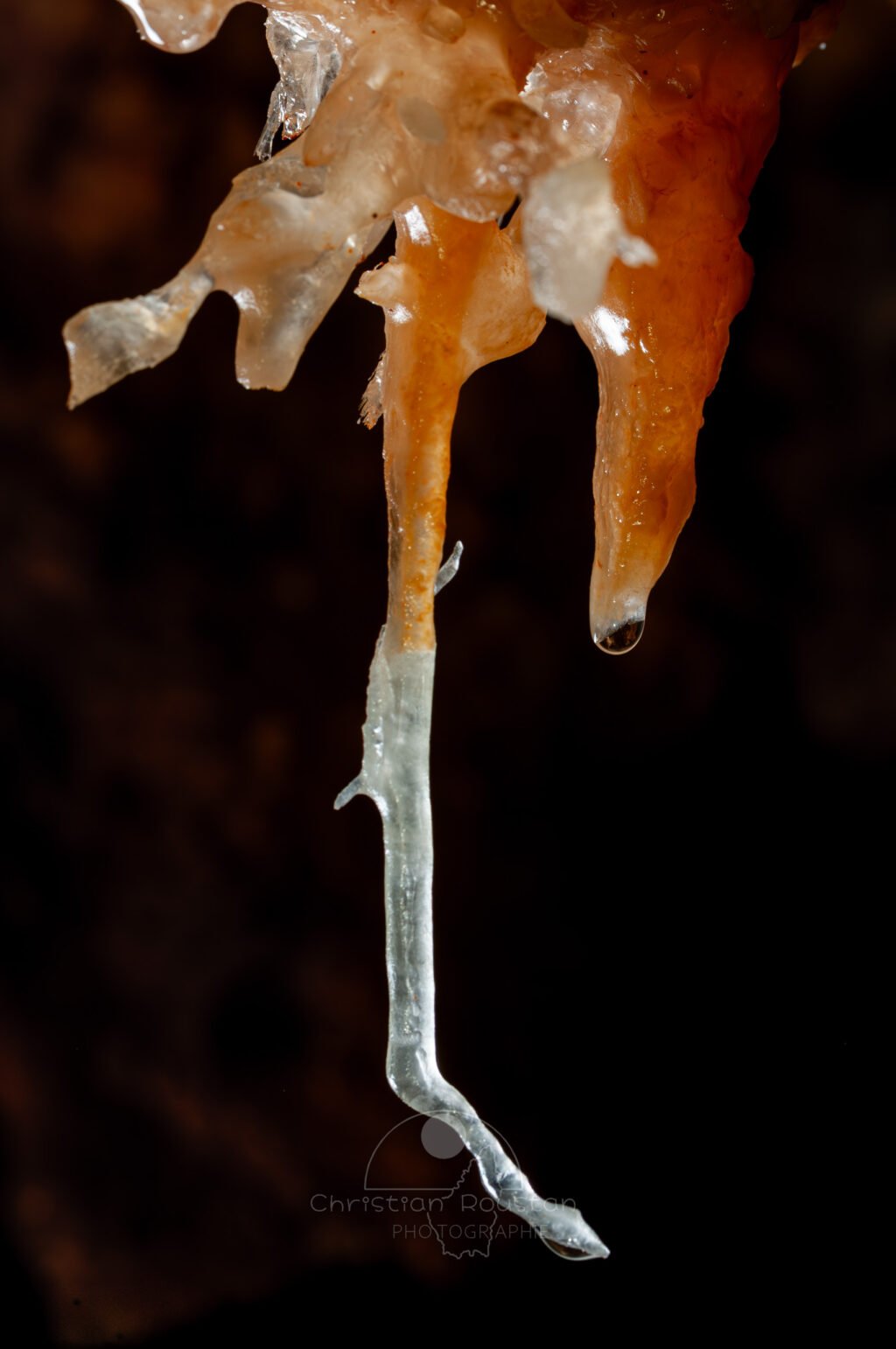 Une fistuleuse bicolore se terminant par une excentrique (Grotte de la Barbette, Réseau Estevan, Gard)